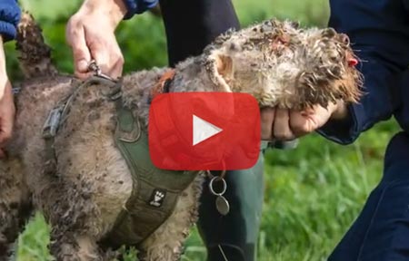 Rescue of Dog from Badger Sett