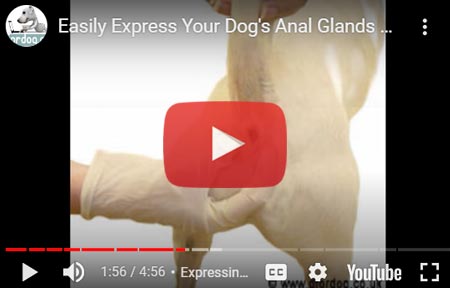 how to express a dogs anal glands