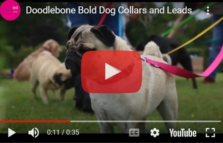Doodlebone Dog Collars and Leads