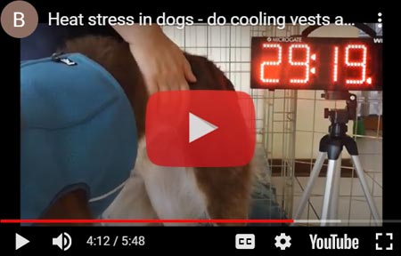 Heat stress in dogs