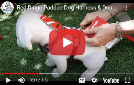 Red Dingo Padded Dog Harness and Double-ended Training Lead