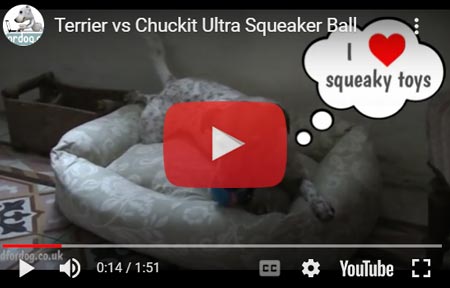 Chuckit Ultra Squeaker Dog Ball