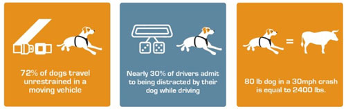 Kurgo dog car travel infographic
