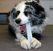Marrow Bone nylon dog chew