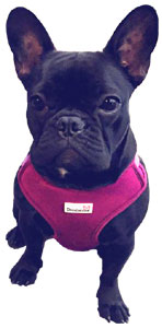 Neo-Flex padded chest support dog harness