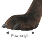measure your dog's paw for boots