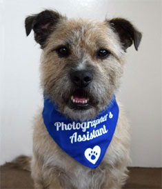 personalised dog bandana