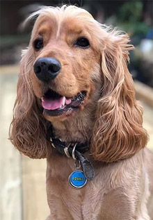 personalised dog pet tags