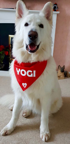 personalised dog bandana in red