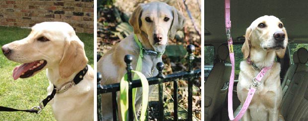 Petloc Dog Security Collar Lead