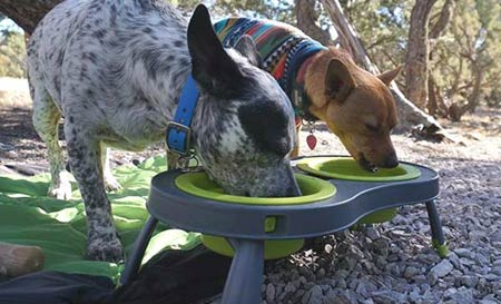 Popware collapsible raised double dog feeder