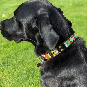 Beaded leather dog collar in bright coloured beads