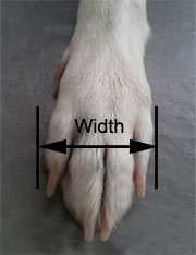 Non-Slip Dog Socks | Protection, Injuries, Mobility