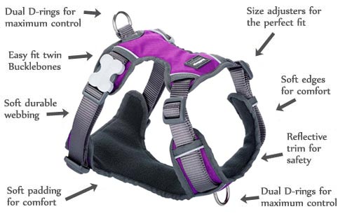 Padded Purple Dog Harness features