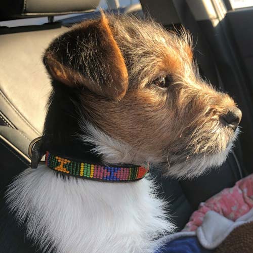Masai Beaded Dog Collar - Pastel