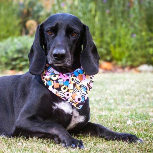 Sweeties Dog Bandana