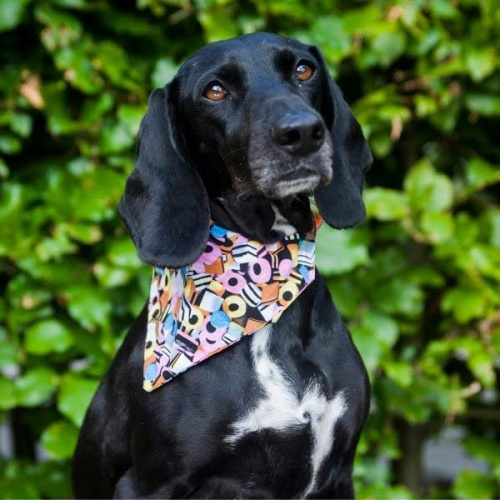 Sweeties Dog Bandana