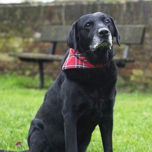 Tartan Dog Bandana