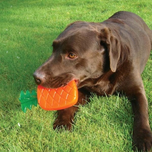 Biosafe Germ Smart Fruit Dog Toys