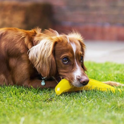 Biosafe Germ Smart Fruit Dog Toys