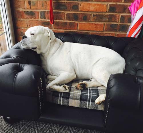 Balmoral Black Leather Dog Sofa