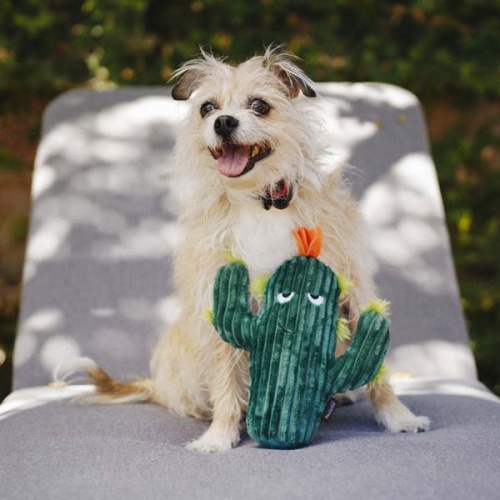 Blooming Buddies Cactus Dog Toy