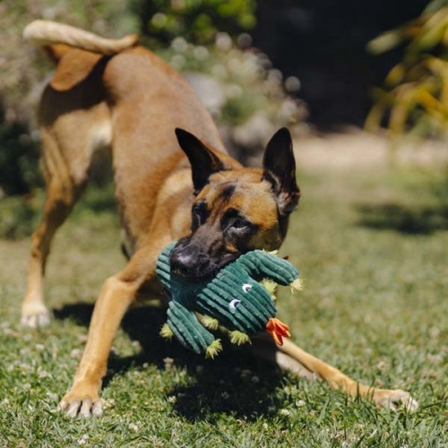 Blooming Buddies Cactus Dog Toy