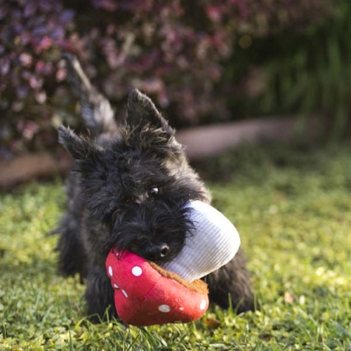 Blooming Buddies Mushroom Dog Toy