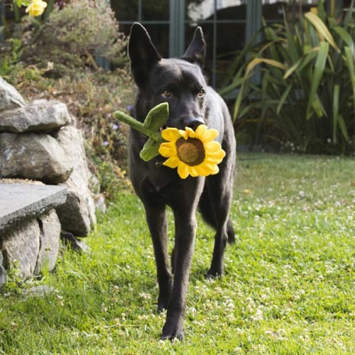 Blooming Buddies Sunflower Dog Toy