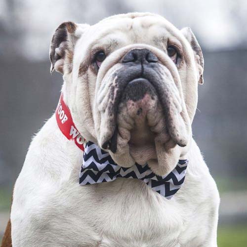 Dog Bow Tie - Navy Chevron