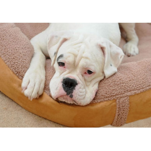 Wolfy dog beds hotsell