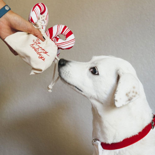 Festive Candy Canes Dog Toy