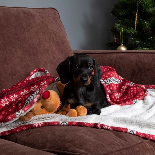 Dog Blanket & Reindeer Toy Gift Set