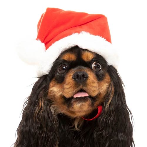 Christmas Dog Hats