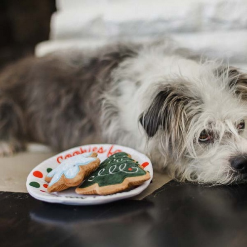 Christmas Dog Toy - Christmas Eve Cookies