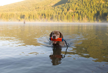 Chuckit Amphibious Bumper