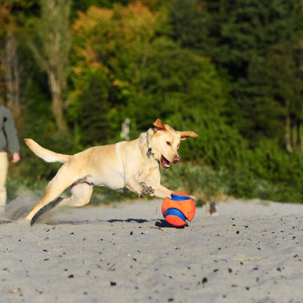 Chuckit Kick Fetch Ball