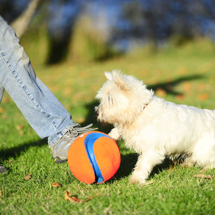 Chuckit Kick Fetch Ball