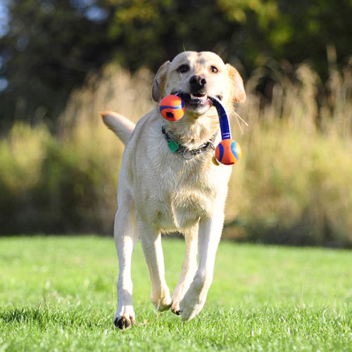 Chuckit Ultra Duo Tug