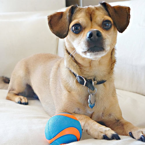 Chuckit Ultra Squeaker Ball