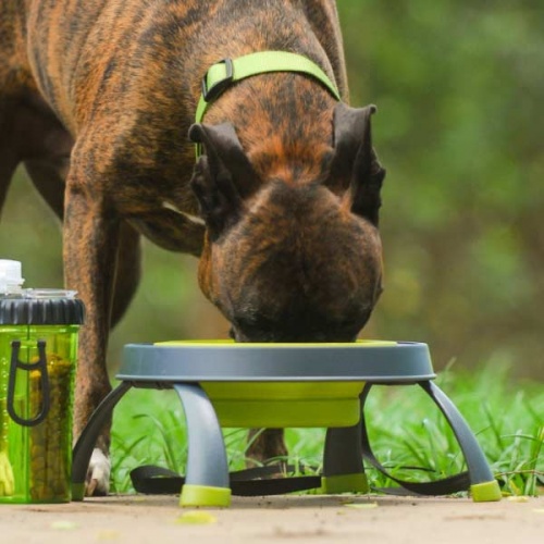 Popware Collapsible Dog Bowl - Single