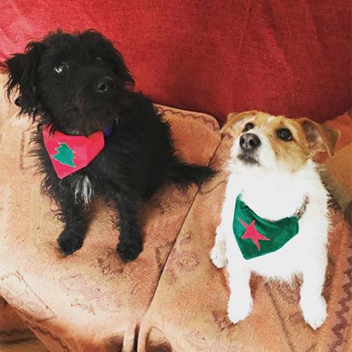 Christmas Dog Bandana - Xmas Star