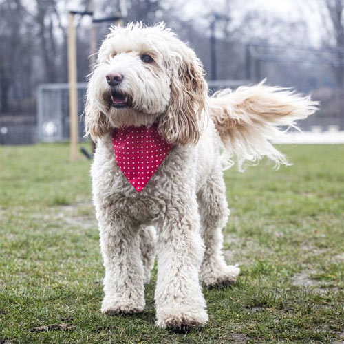 Dog Bandana Dotty