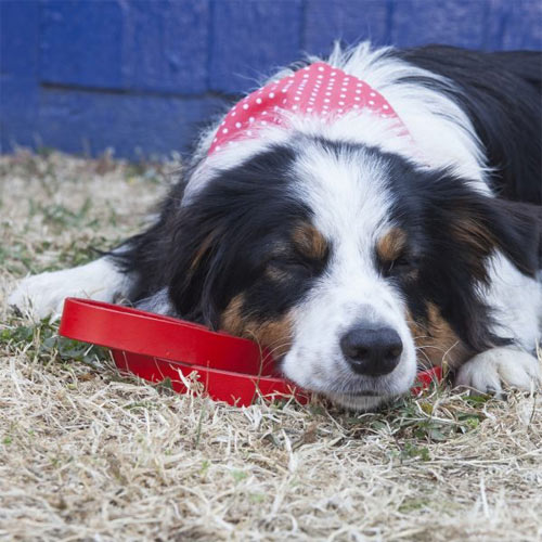 Dog Bandana Dotty