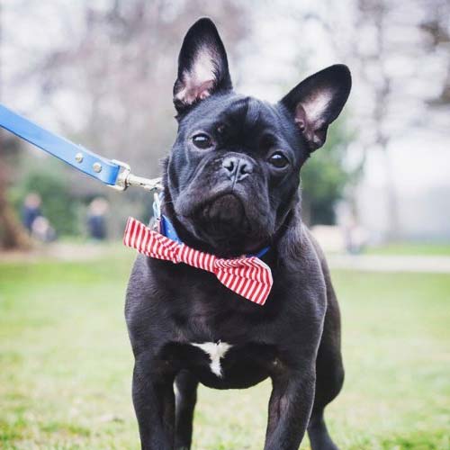 Dog Bow Tie - Candy Stripe