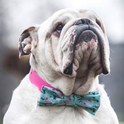 Dog Bow Tie - Flamingo