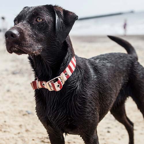 Fabric Dog Collar Red & White Stripe