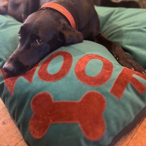 Doza Dog Cushion Woof n Bone