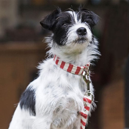 Fabric Dog Lead Red & White Stripe