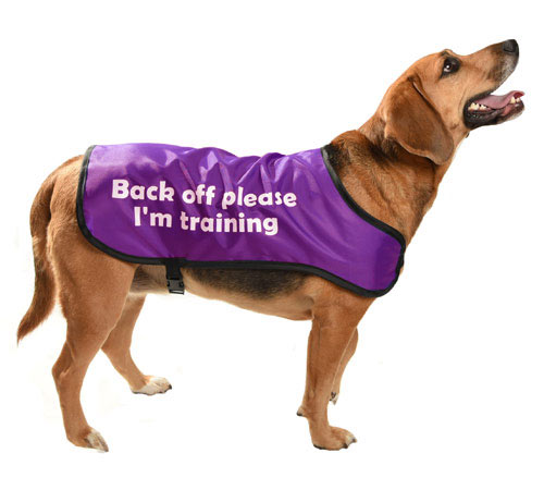 Guide dog jacket colours Clearance